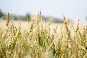 grain field Bible story of Ruth