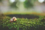 small acorn