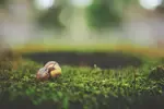 small acorn