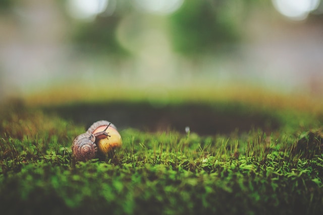 small acorn
