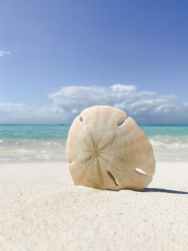 story of sand dollar
