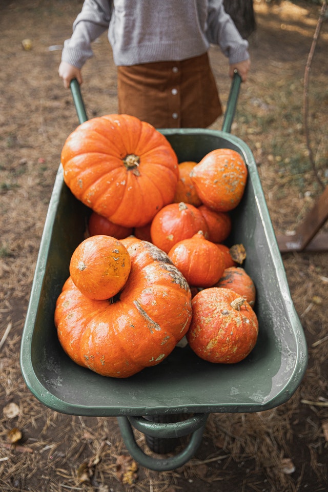 fall pumpkins leaves