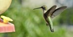 hummer