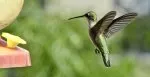 hummer