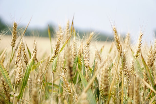 grain field Bible story of Ruth