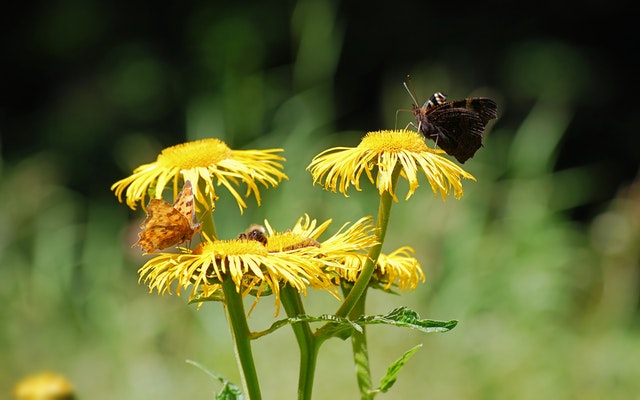 bee-butterfly
