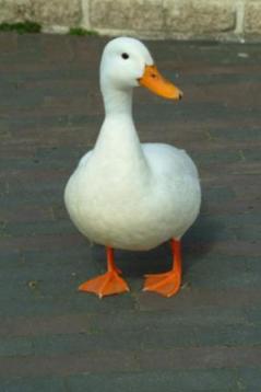 duck2