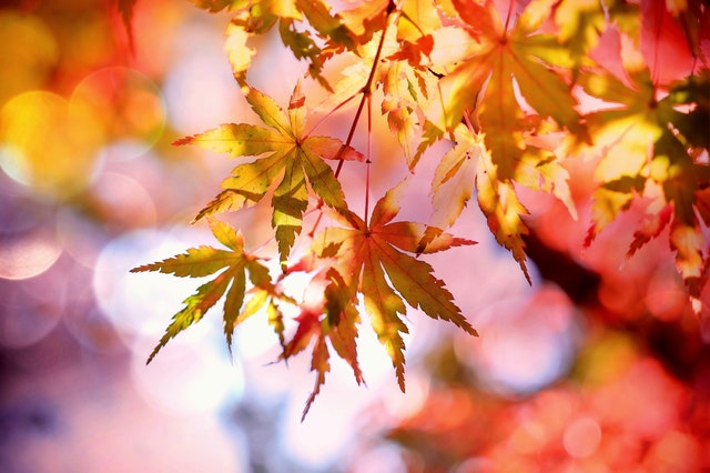 fall leaves2