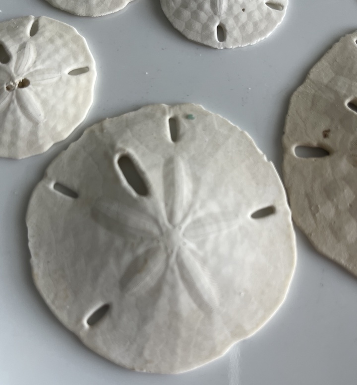 sand dollar star sand dollar star