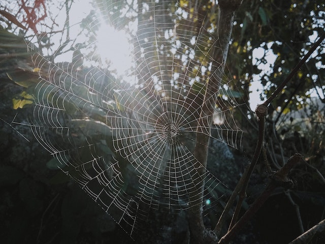 spider web story