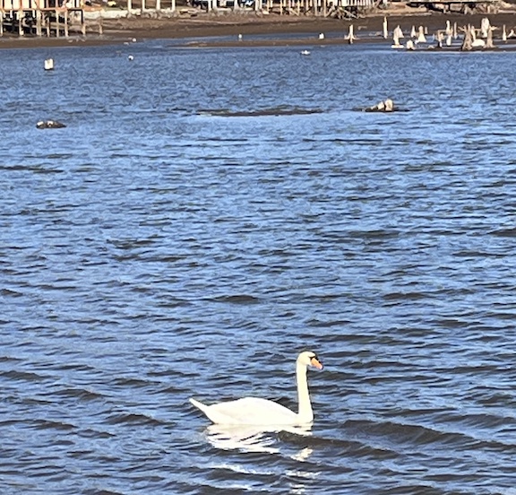 swan on lake