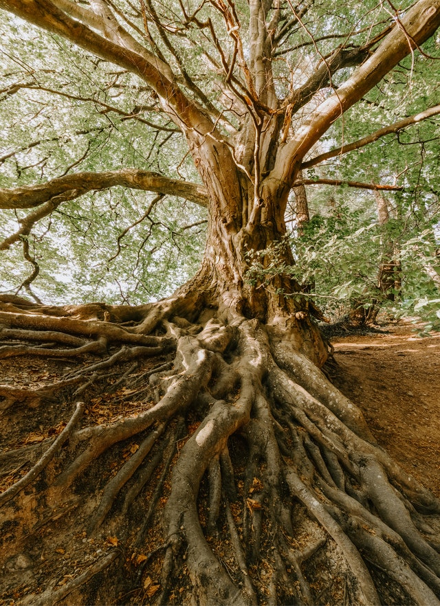 tree roots