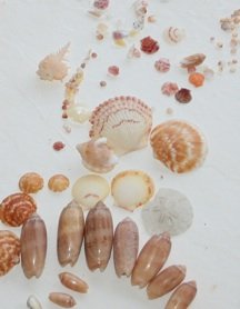 sea-shells