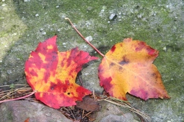 fall-leaves