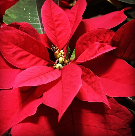 poinsettia