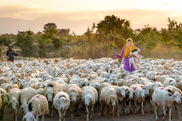 shepherdess